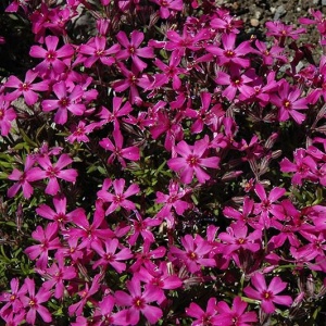 флокс шиловидный темискаминг