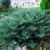 Можжевельник средний Pfitzeriana Glauca / Juniperus pfitzeriana Pfitzeriana Glauca можжевельник средний pfitzeriana glauca / juniperus pfitzeriana pfitzeriana glauca
