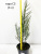 Можжевельник скальный Blue Arrow / Juniperus scopulorum Blue Arrow можжевельник скальный blue arrow / juniperus scopulorum blue arrow