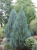 Можжевельник скальный Moonglow / Juniperus scopulorum Moonglow можжевельник скальный moonglow / juniperus scopulorum moonglow
