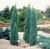Можжевельник скальный Blue Arrow / Juniperus scopulorum Blue Arrow можжевельник скальный blue arrow / juniperus scopulorum blue arrow